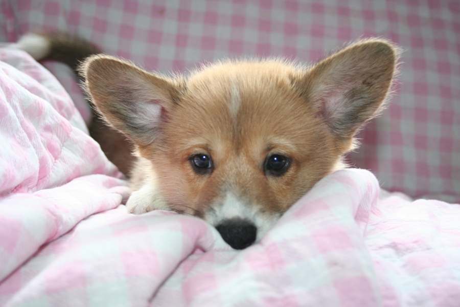 Puppies
